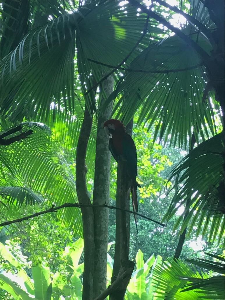 Brasil, País Tropical : comment sonne le Brésil aujourd'hui ?