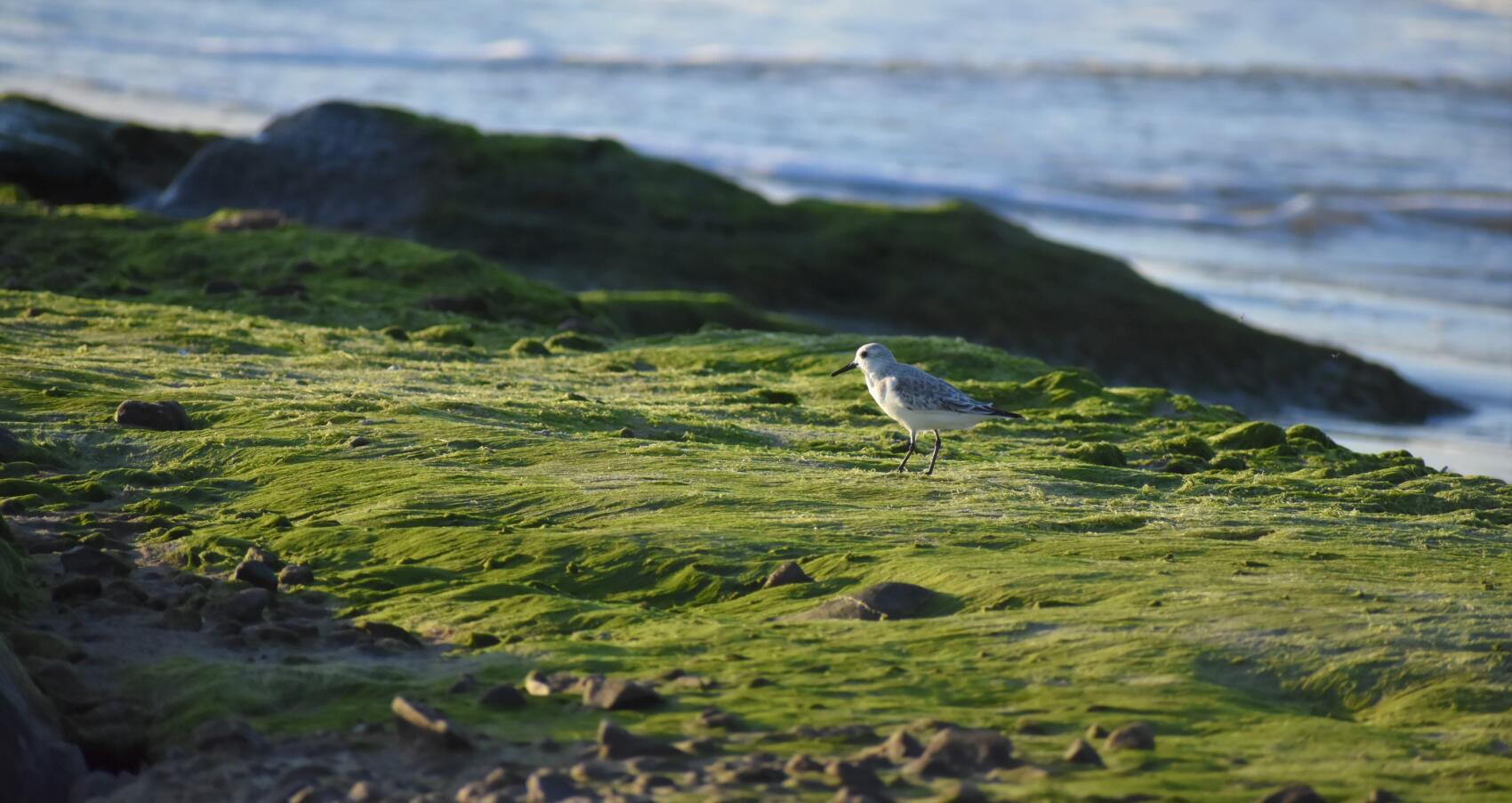 Une mer d’algues vertes