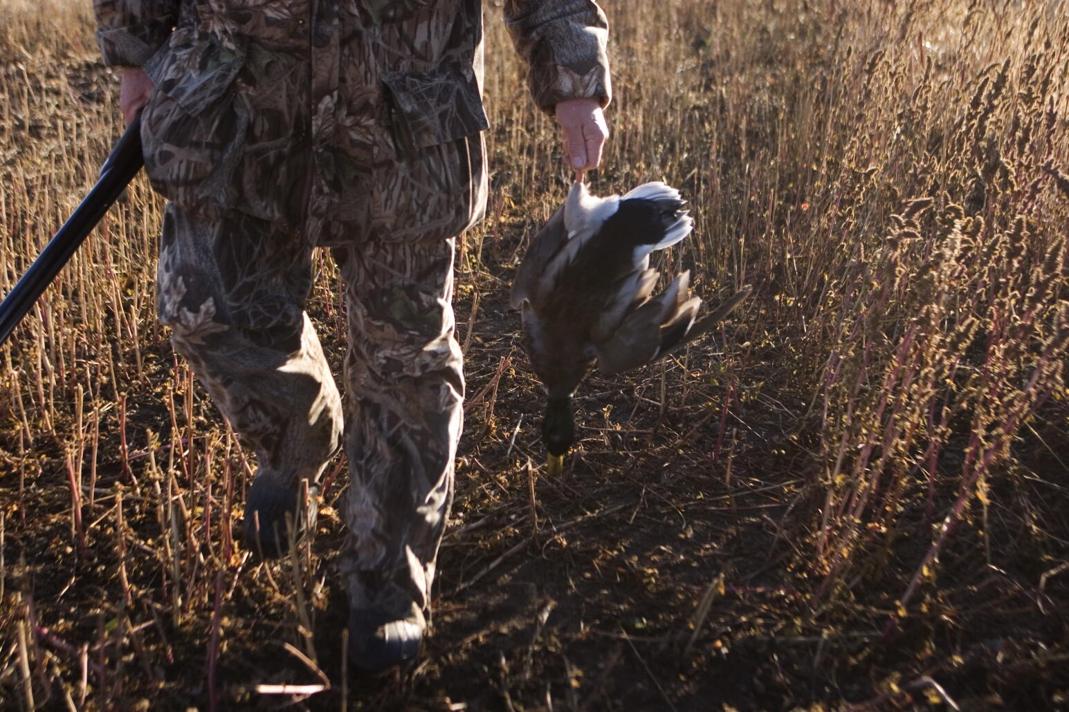 Le gouvernement veut remettre en place les chasses traditionnelles d’oiseaux