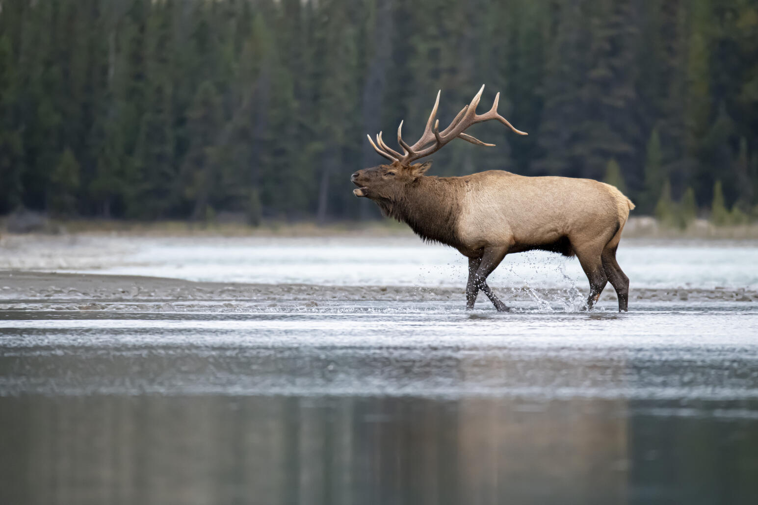 Après deux ans d’angoisse, un wapiti se débarrasse… d’un pneu coincé autour de son cou