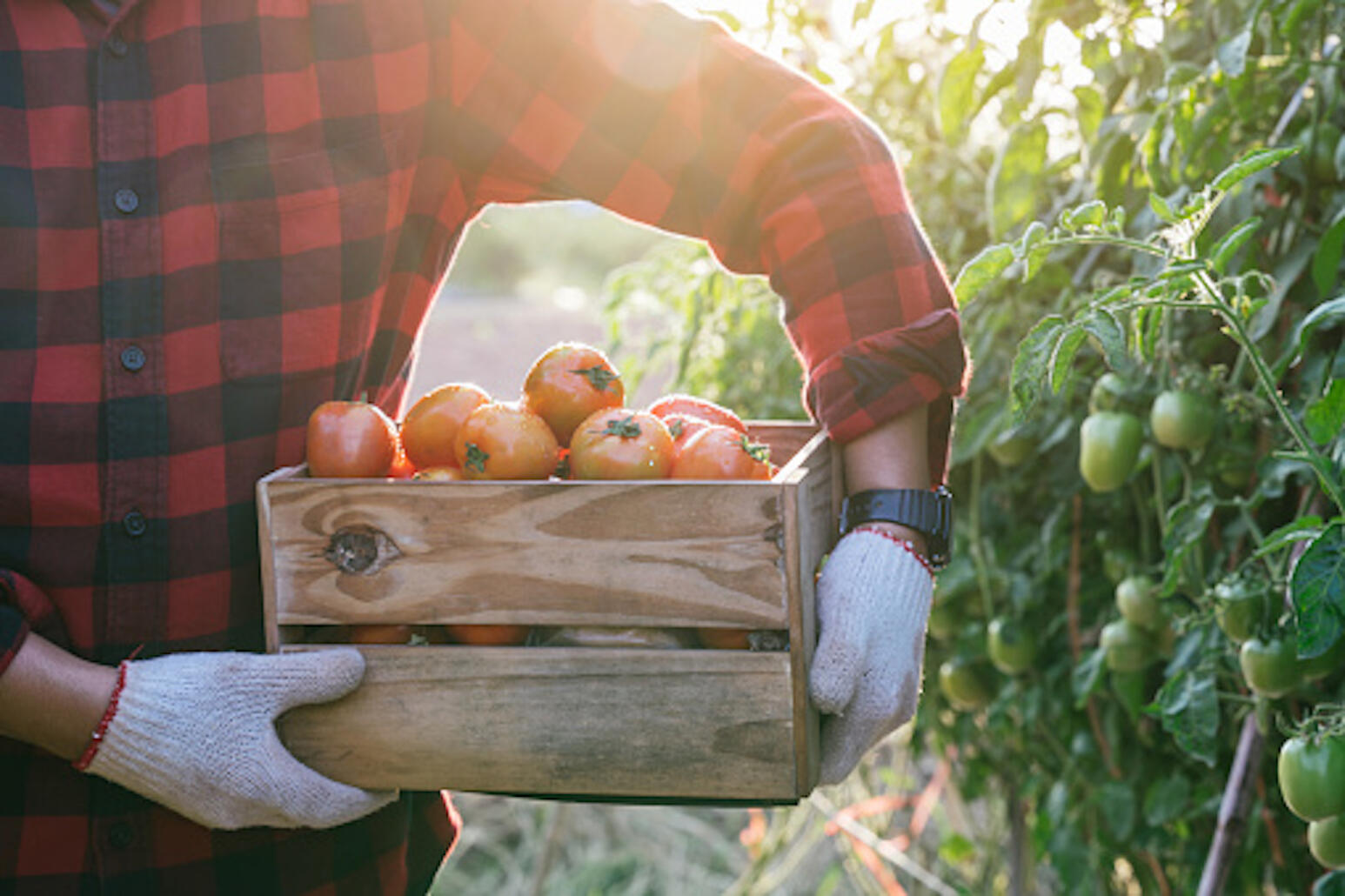 Où sont les agriculteurs ?