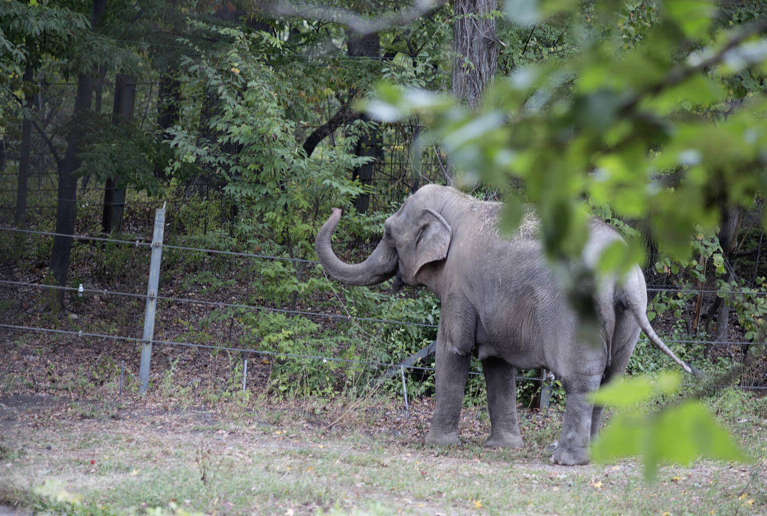 Une maison de retraite... pour les éléphants