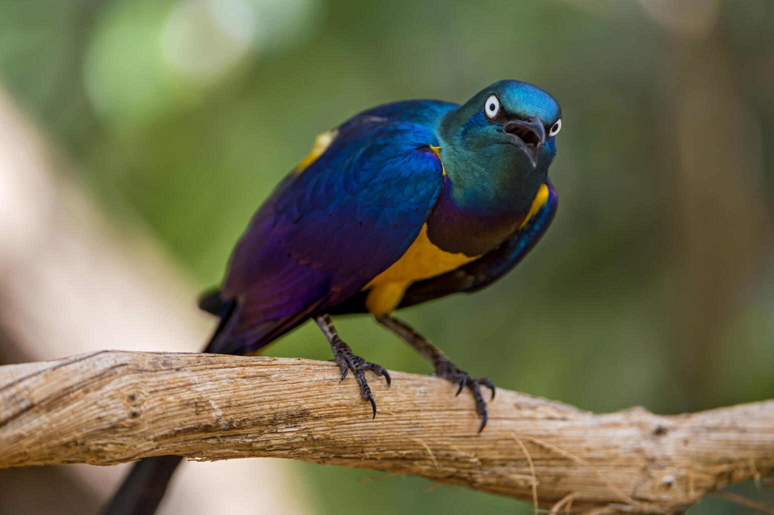 "Birds aren't real", les oiseaux nous prendraient-ils pour des pigeons ?