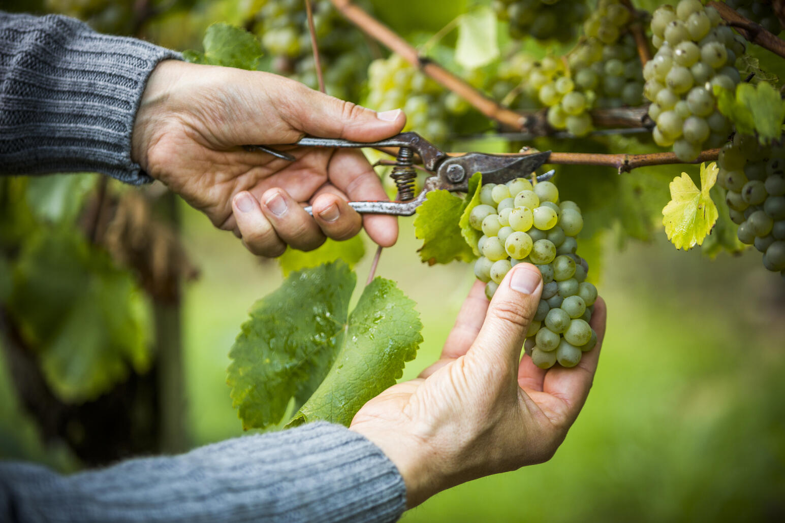 Réchauffement climatique : chaud le vin