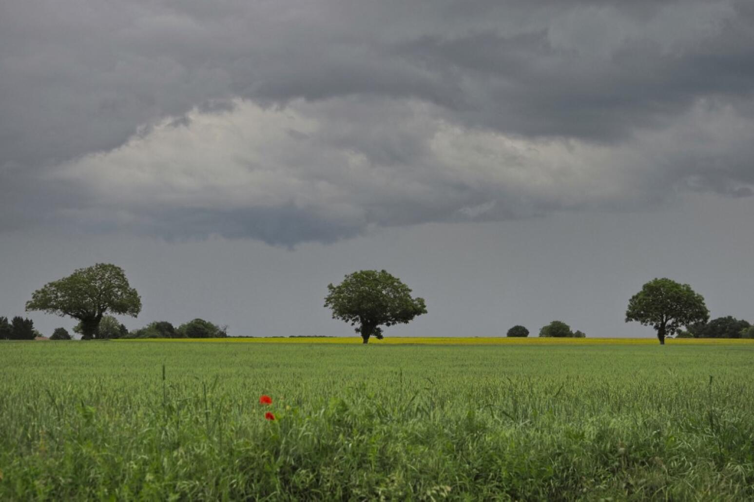 Campagne-France-_-credit-GUILLAUME-SOUVANT-AFP