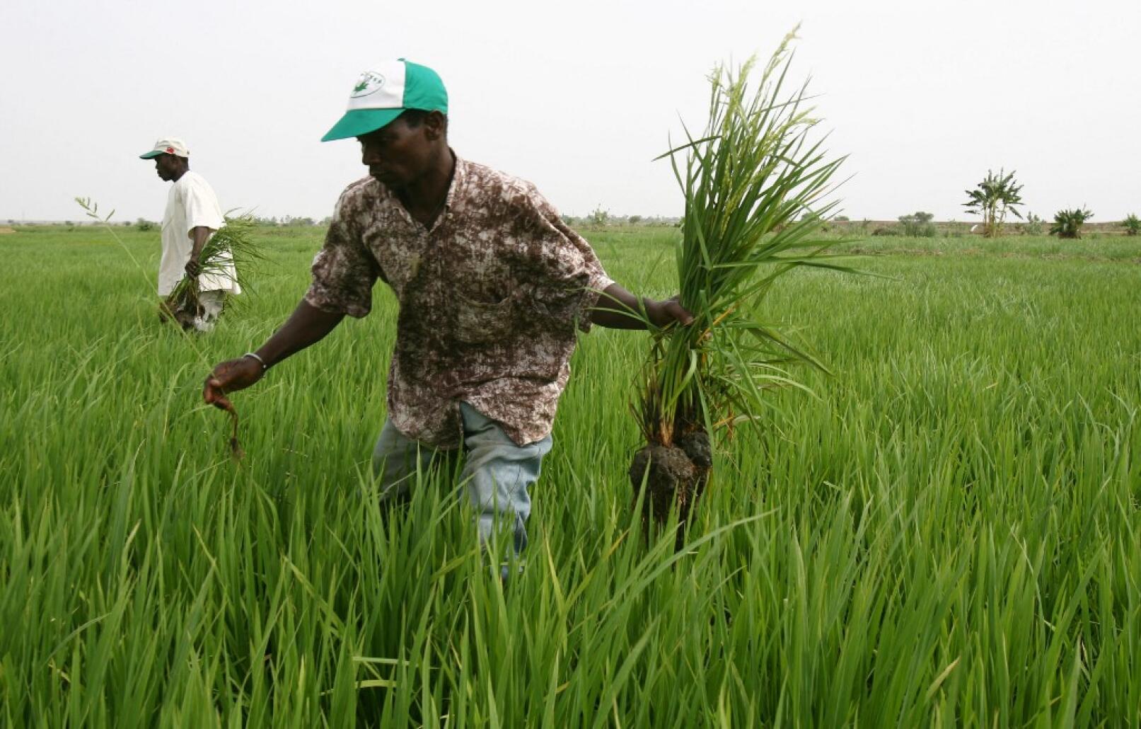 Paysans-Burkina-Faso-_-ISSOUF-SANOGO-AFP-