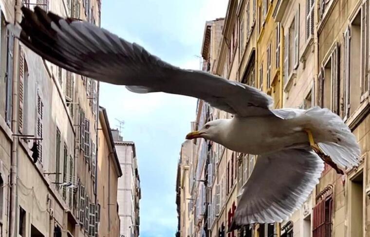 Marseille, rendez-vous en bas ©BabaSquaaly