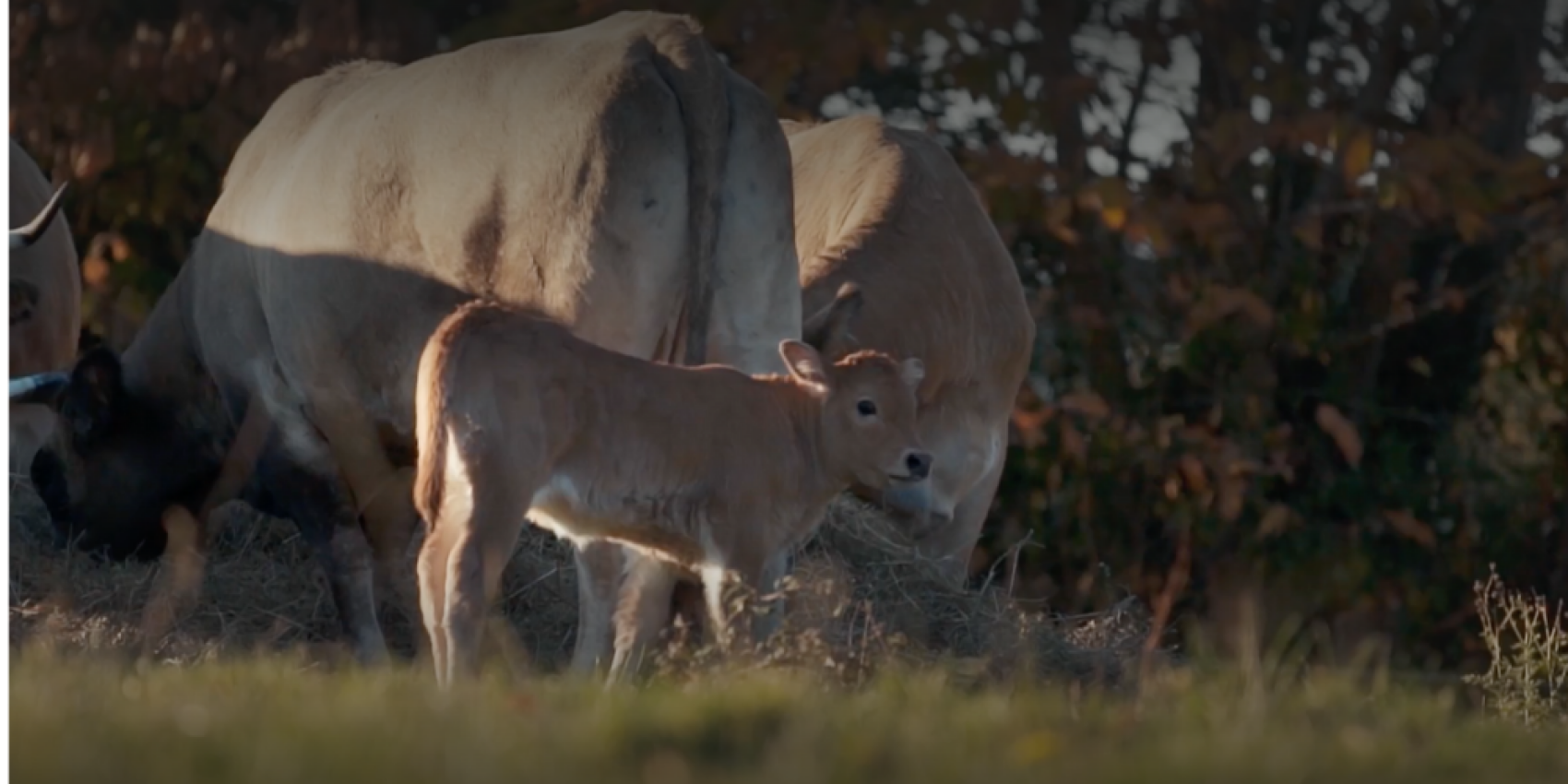 HDNJ Documentaire l'usine des animaux © L'USINE DES ANIMAUX / ARTE