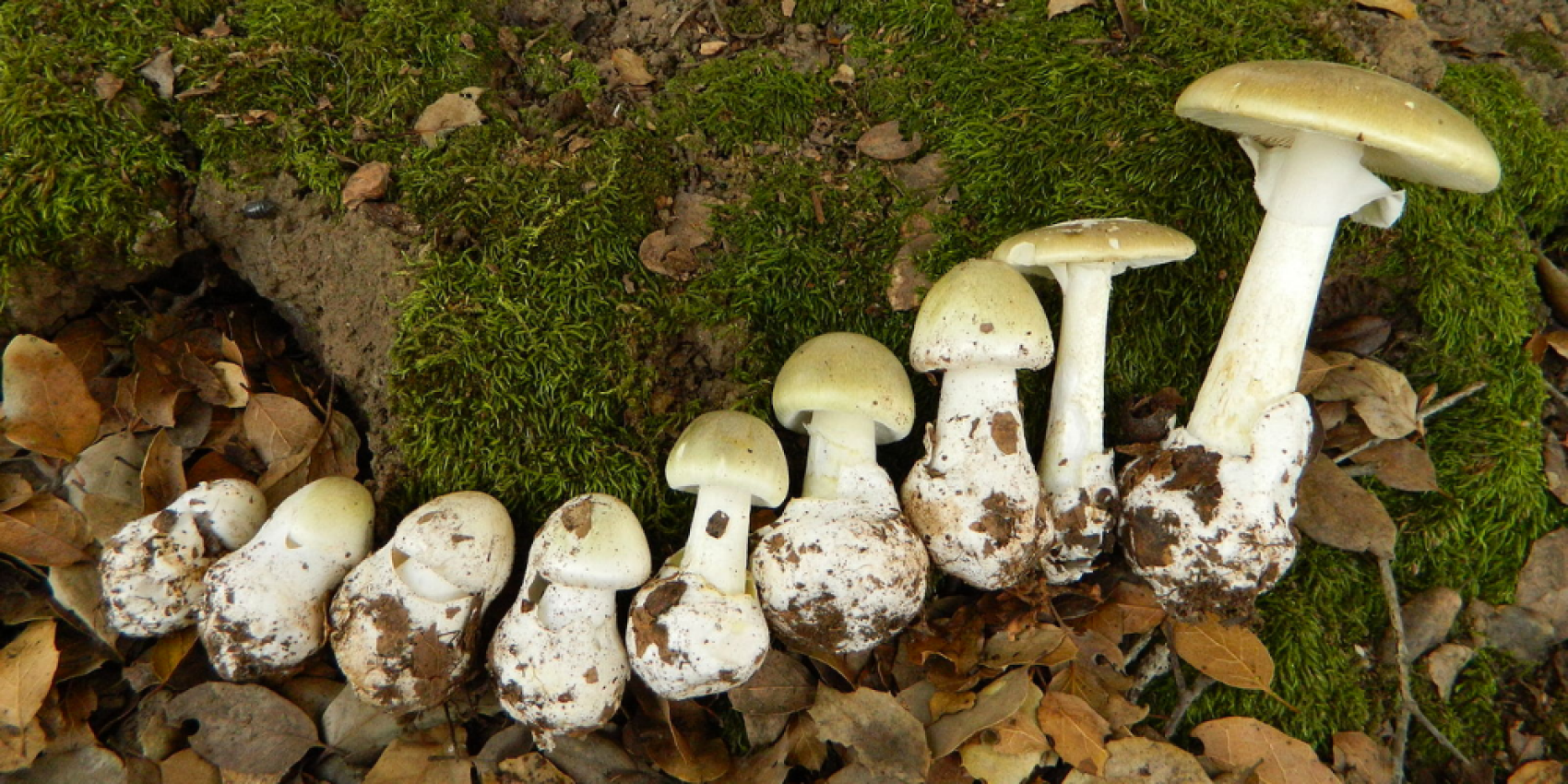 Une équipe sino-australienne découvre un possible antidote au champignon le plus mortel du monde