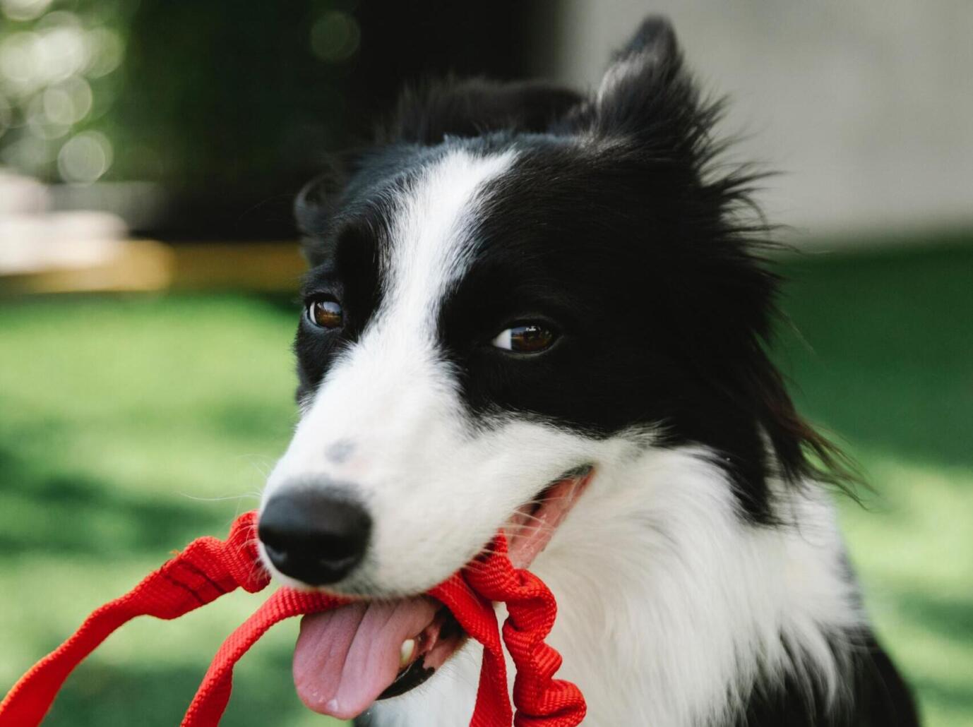 Podium des meilleures et pires villes où vivre avec un chien