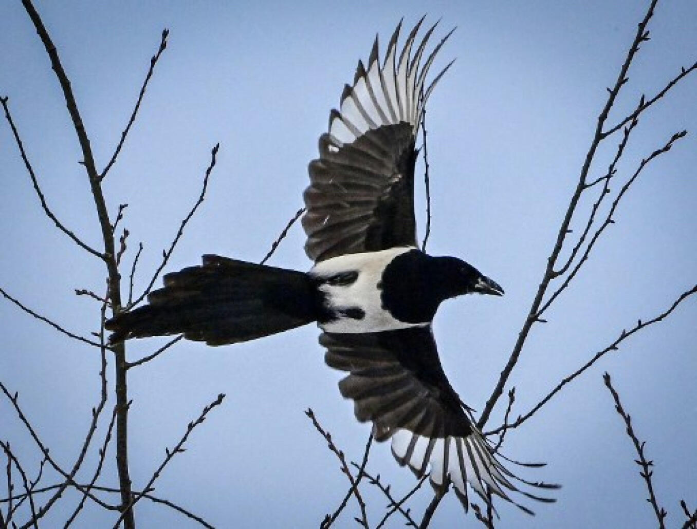 Les pies australiennes font vivre un enfer aux habitants des villes