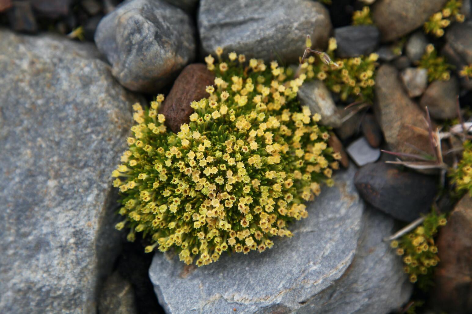 Il y a des fleurs en Antarctique