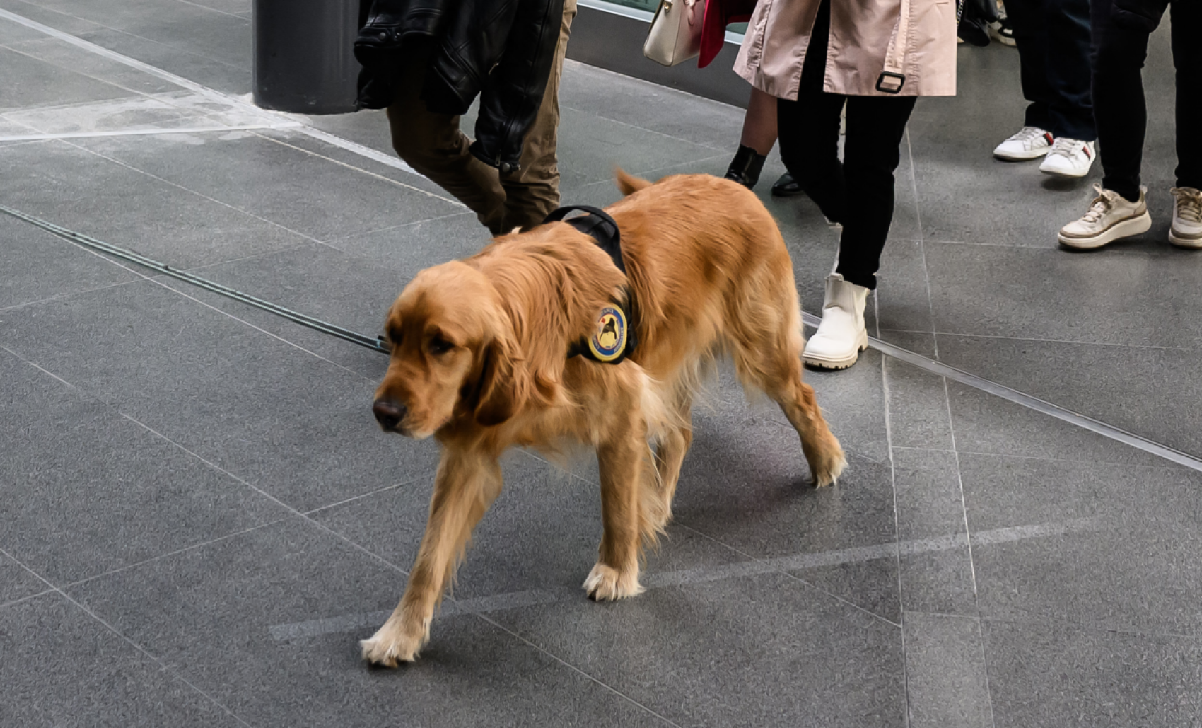 Tandem, le chien d'assistance judiciaire qui apaise les victimes pendant les procès